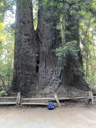 Massive ancient redwood