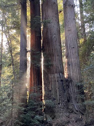 Sunlight pours between redwoods