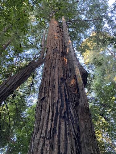 Ancient redwoods towering over the trail