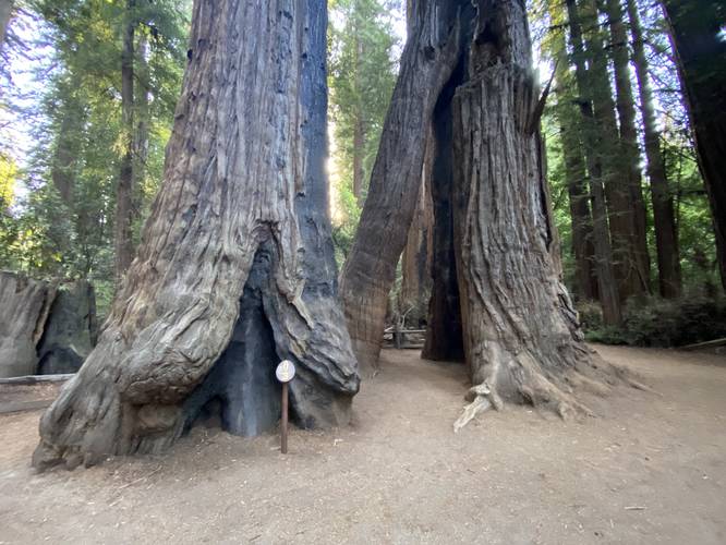 Massive ancient redwoods