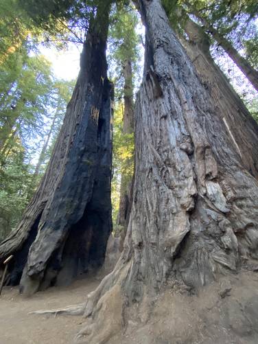 Redwoods towering over the trail