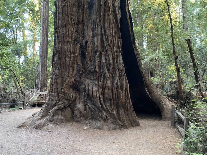 Massive ancient redwood trunk