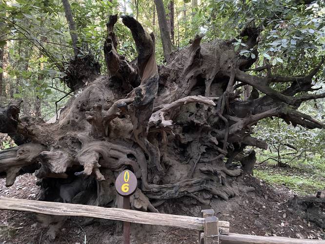 Gnarled roots of an ancient redwood that had fallen