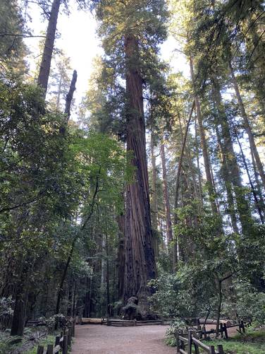 Towering ancient redwood