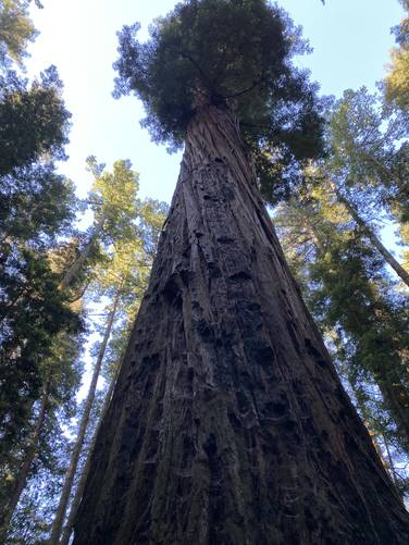 Looking up the massive ancient redwood