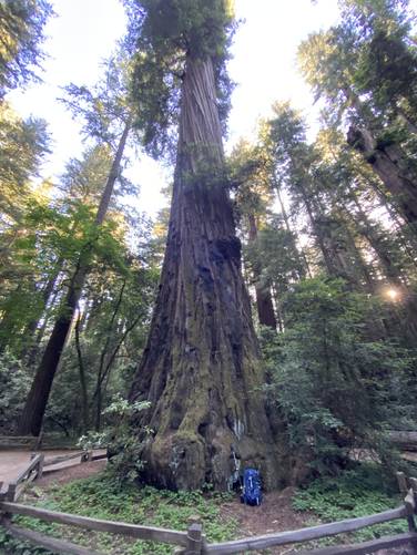 Backpack for scale next to the massive ancient redwood