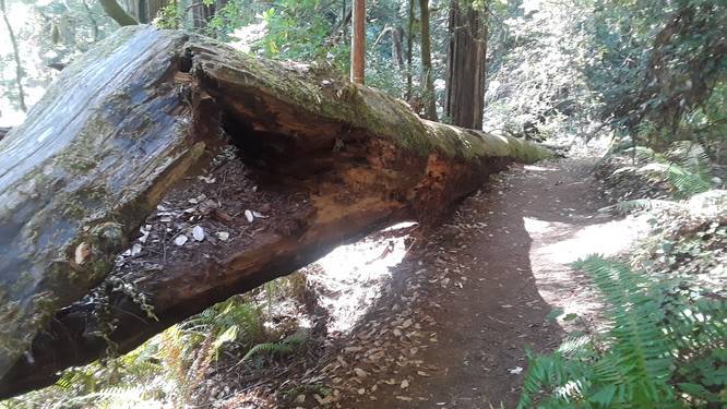 Redwood Nature Trail - Redwood Nature Trail album