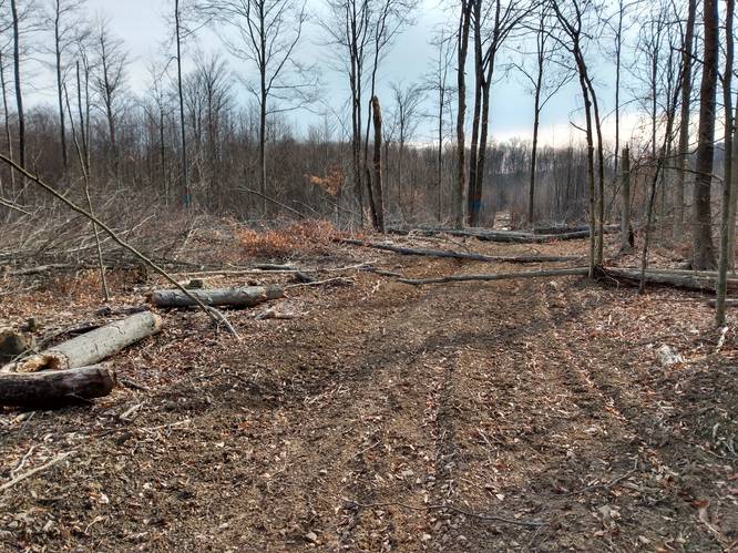 Moores Run Fire Trail (Thru Logging Operation)