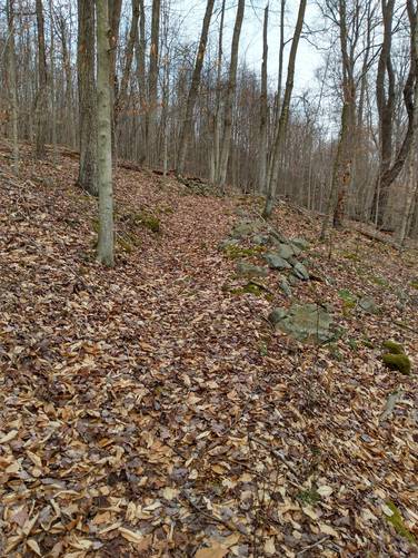 Windfall Trail (Unmarked)