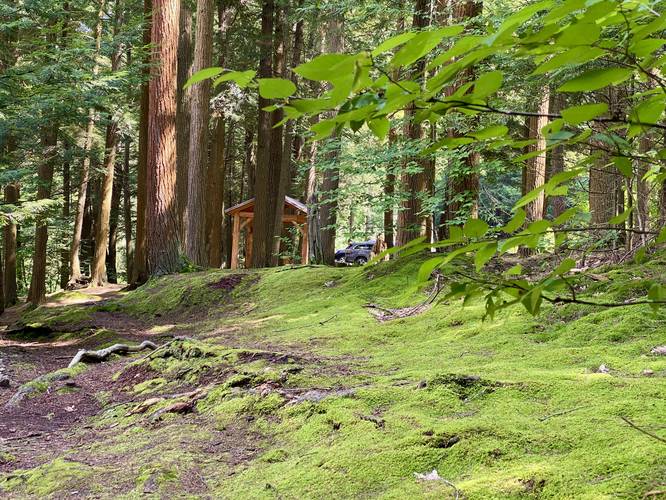 Vibrant moss forest amongst the pines