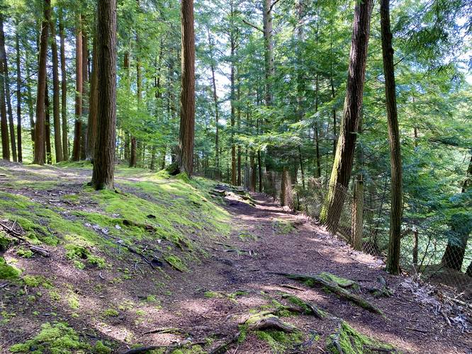 Vibrant moss forest amongst the pines