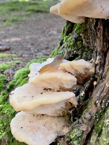 Slug on a mushroom