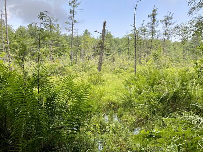 Reynolds Spring Natural Area swamp