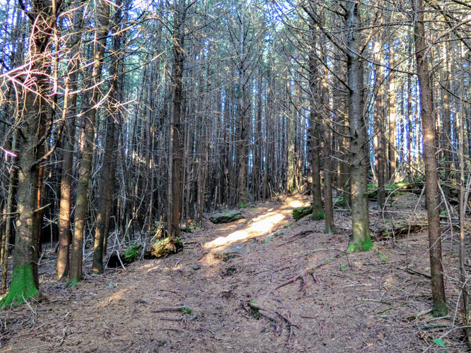 Picture 7 of Richland Balsam Hike 101417