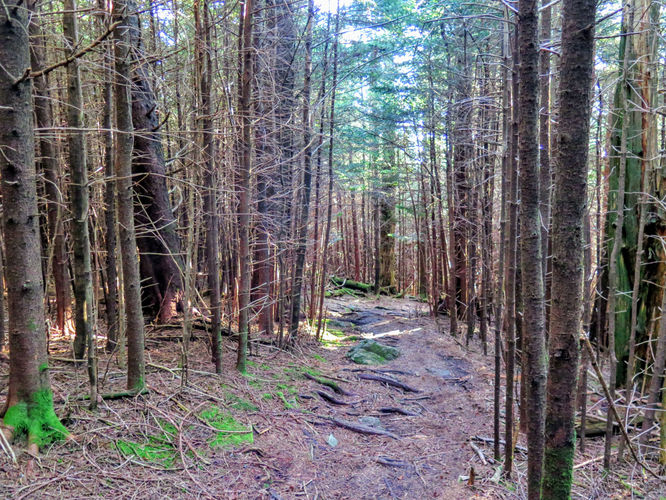 Picture 8 of Richland Balsam Hike 101417