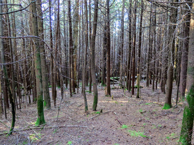 Picture 9 of Richland Balsam Hike 101417