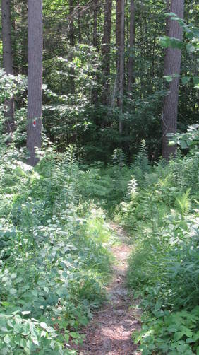 Single file trail and lush vegetation