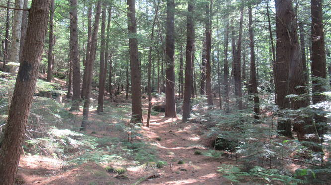 Vegitation thins out in the Hemlock forest