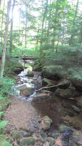 Pretty little stream along the trail