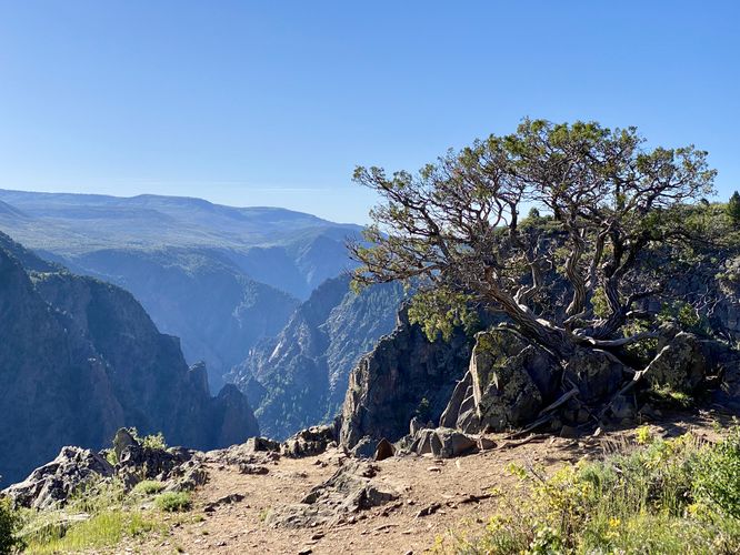Southeast-facing view into the Black Canyon with an old juniper tree