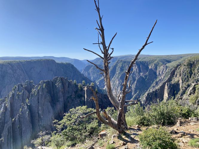 Dead tree stands along the south rim of the Black Canyon