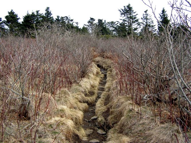 Picture 67 of Roan Highlands Hike 040515