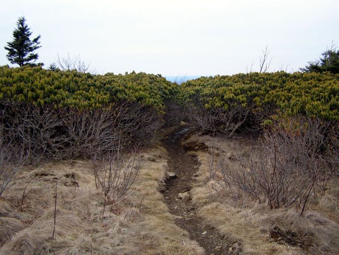 Picture 77 of Roan Highlands Hike 040515