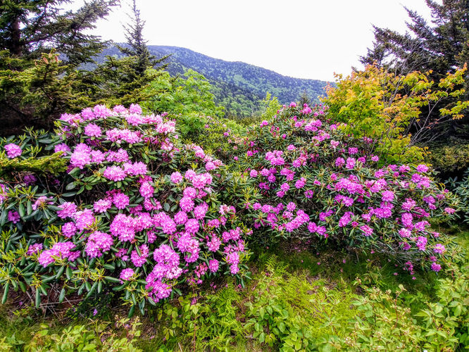 Picture 4 of Roan Mountain Hike 061017