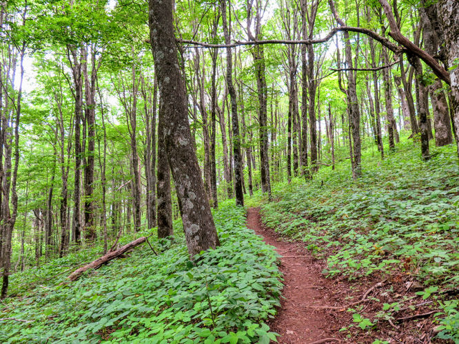 Picture 13 of Roan Mountain Hike 061017