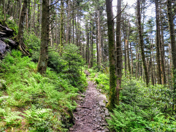 Picture 18 of Roan Mountain Hike 061017
