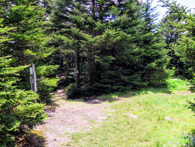 Picture 19 of Roan Mountain Hike 061017