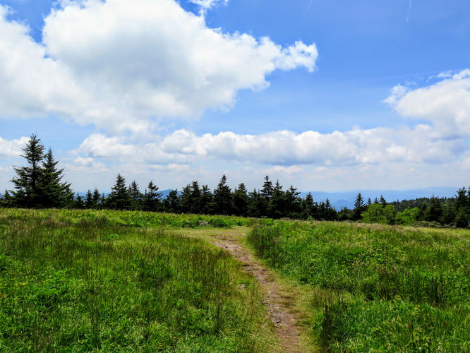 Picture 20 of Roan Mountain Hike 061017