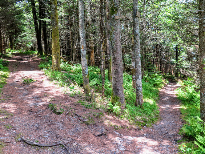 Picture 23 of Roan Mountain Hike 061017
