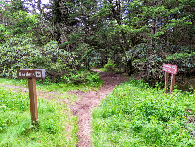 Picture 24 of Roan Mountain Hike 061017