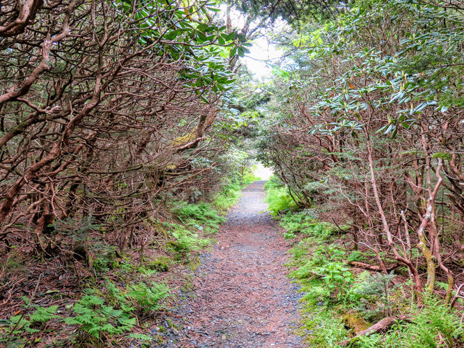 Picture 25 of Roan Mountain Hike 061017