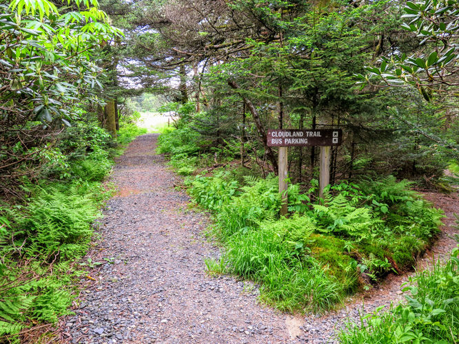 Picture 26 of Roan Mountain Hike 061017