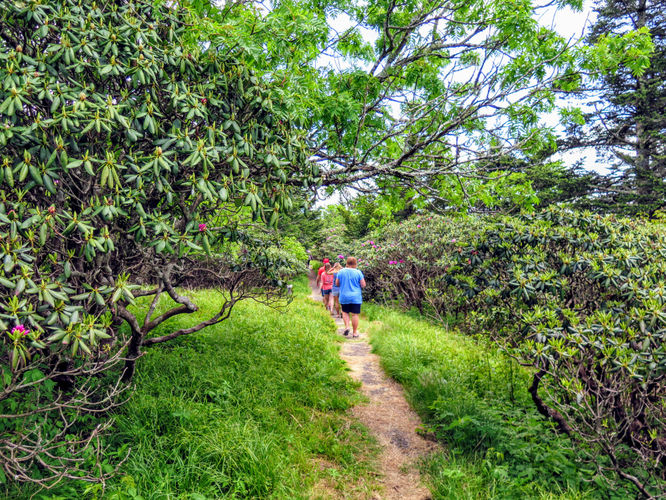 Picture 36 of Roan Mountain Hike 061017