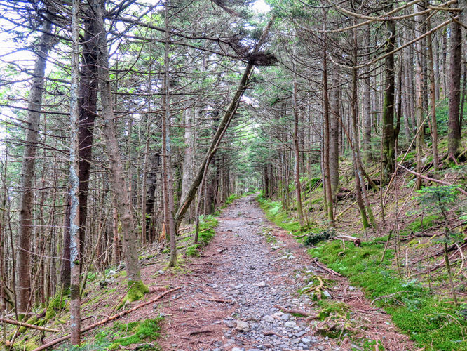 Picture 40 of Roan Mountain Hike 061017