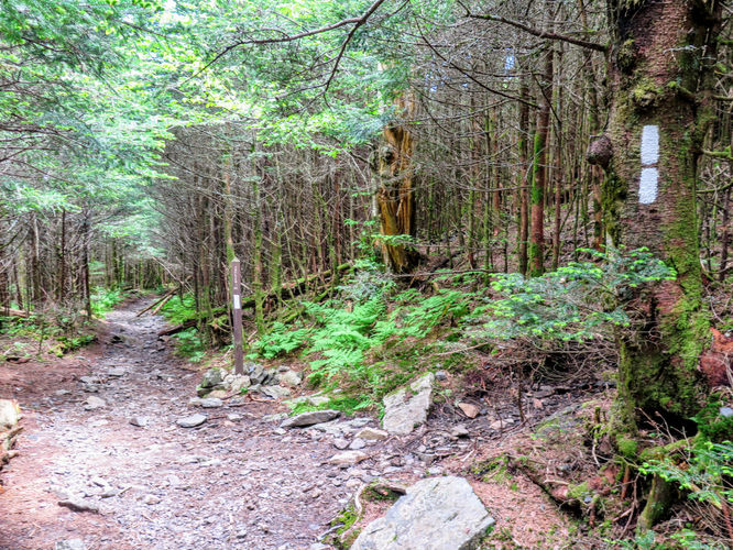 Picture 41 of Roan Mountain Hike 061017
