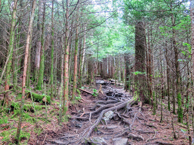 Picture 42 of Roan Mountain Hike 061017