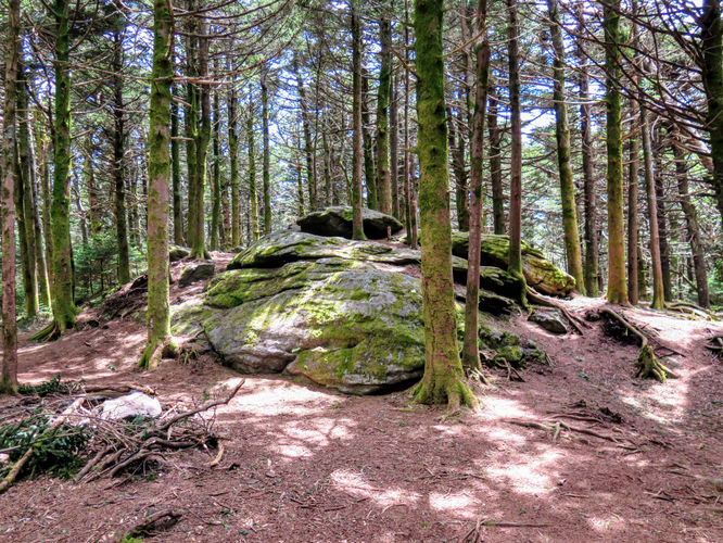 Picture 44 of Roan Mountain Hike 061017