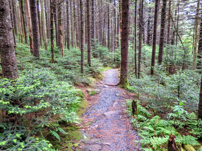 Picture 47 of Roan Mountain Hike 061017