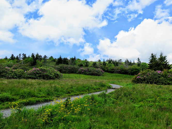 Picture 50 of Roan Mountain Hike 061017