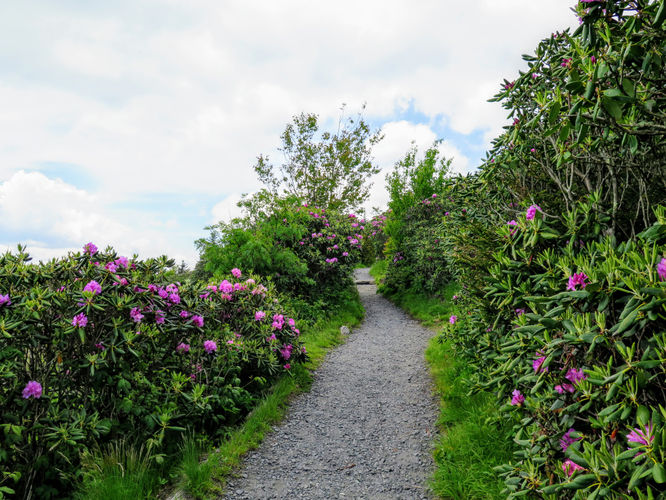 Picture 51 of Roan Mountain Hike 061017
