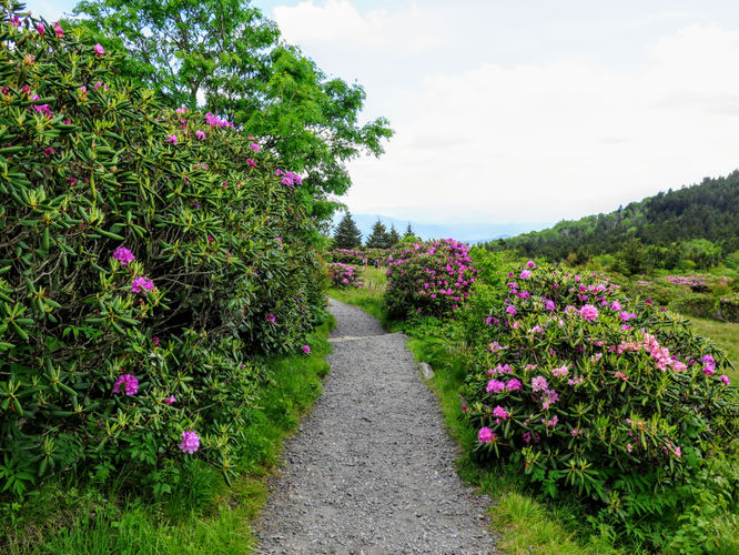 Picture 52 of Roan Mountain Hike 061017