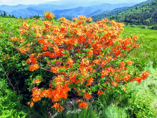 Picture 58 of Roan Mountain Hike 061017