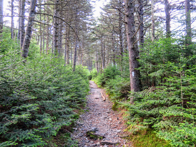 Picture 60 of Roan Mountain Hike 061017