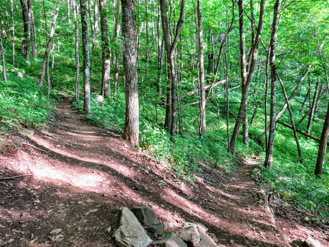 Picture 62 of Roan Mountain Hike 061017