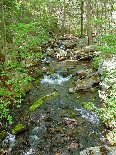 Picture 5 of Roaring Run Hike 052105