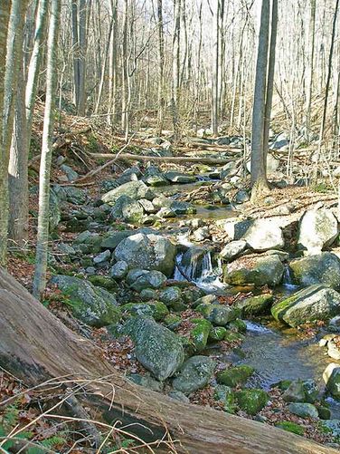 Picture 8 of Robertson Mountain Hike 111905